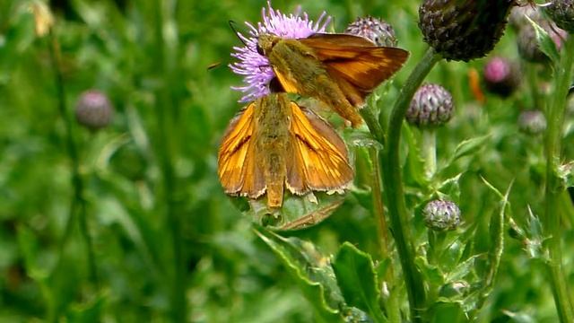 Moth - Nachtvlinder - Large skipper - Groot dikkopje - 40