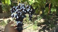 Виноград сорта Академик (Памяти Дженеева)