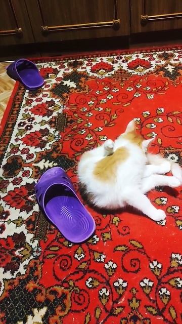 Бой с тапком и хвостом😂😅🤣🤗👍🐱🐈 #shorts
