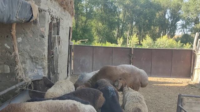 (1399) на продажу Матки беременные от Ушастика 0553999905