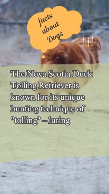 Why Do Nova Scotia Duck Tolling Retrievers 'Toll' Ducks #shorts #short #viral #shortvideo #ytshorts