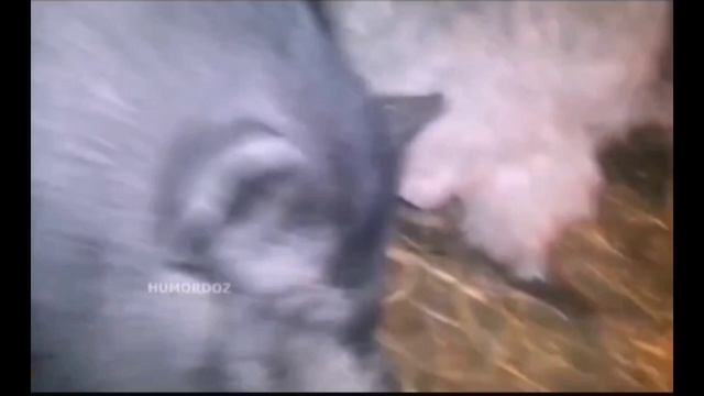 ах ты свинья