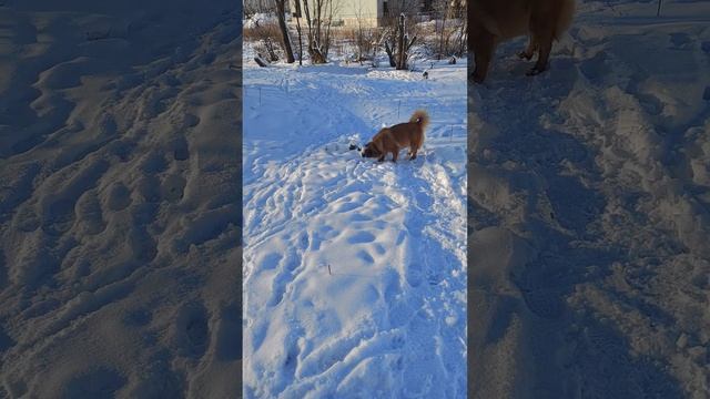 красавишна пушистопопая