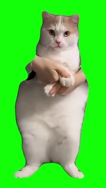 УРА, Я НАШЛА ЭТОГО КОТА СПУСТЯ 29381 ЛЕТ! Кот танцует на зеленом фоне
