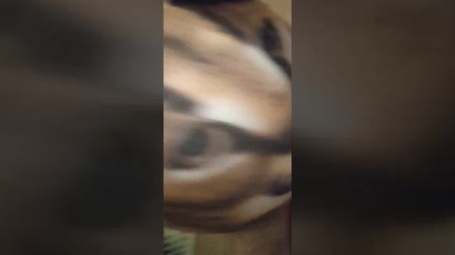 песенка про шлёпу