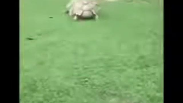 если друг...... (милые зверьки)