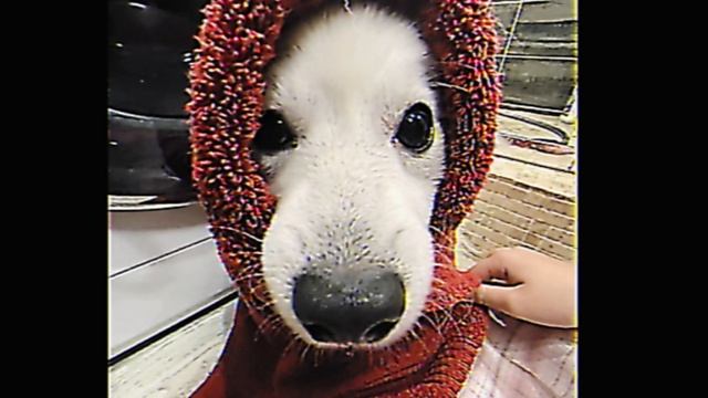 Винтаж - Неистовый зверь траблы дым адреналин(edit)