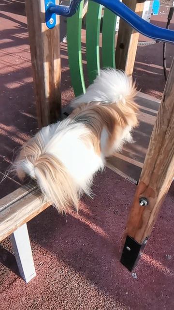 VID_20240222_093617.mp4