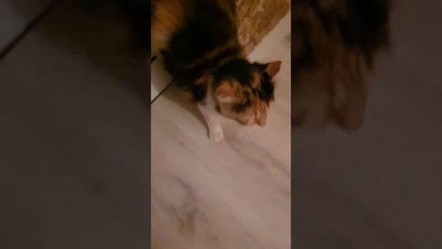 Ако нямаш настроение си пусни това видео. Комуникирам си с Фрея