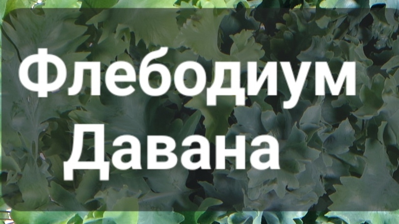Флебодиум Давана пересадка с фитиля