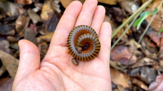 กิ้งกือ มีพิษไหม? มีคำตอบ / Is the millipede poisonous or not? Have answers. / 千足虫有毒吗？ 有答案