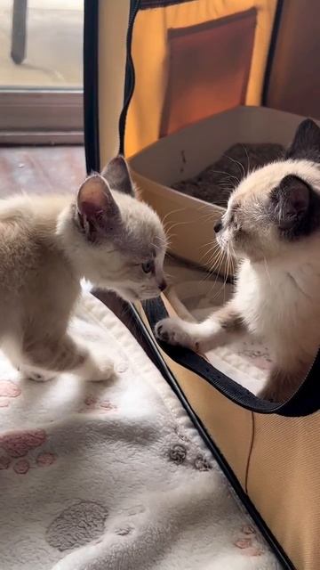 Котята ругаются 🙀