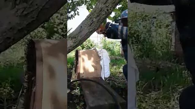 Как снимать рой пчёл, 3 часть