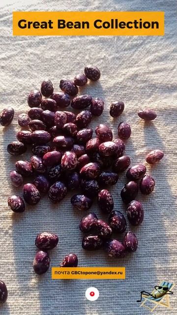 Фасоль краснеевец семена Krasneevets beans seeds
