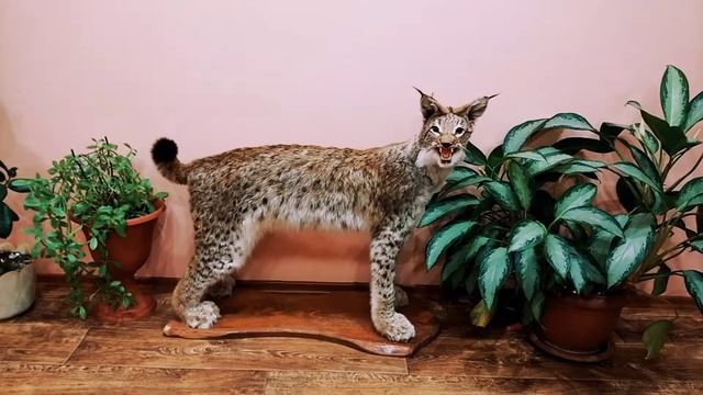 красива сделали рысь 😻😸🐱смотреть без звука 😼😺