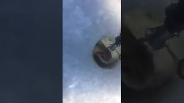 рабалка на щуку(щука сьела щуку