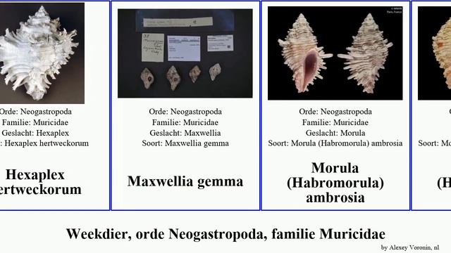 Weekdier, orde Neogastropoda, familie Muricidae favartia murex muricopsis morula pteropurpura uva