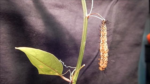 Pupation Part 2