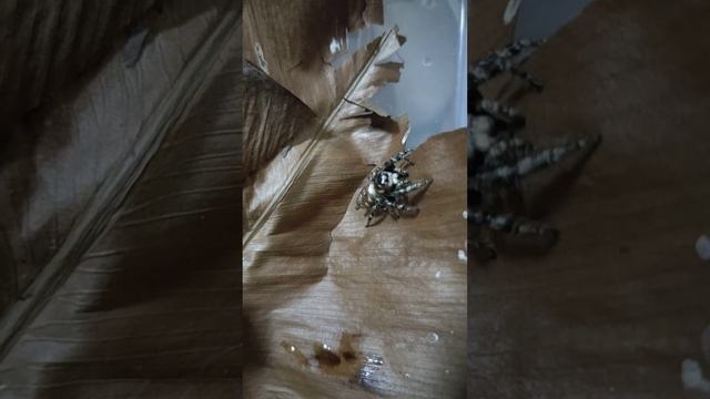 Jumping spider cleaning itself!