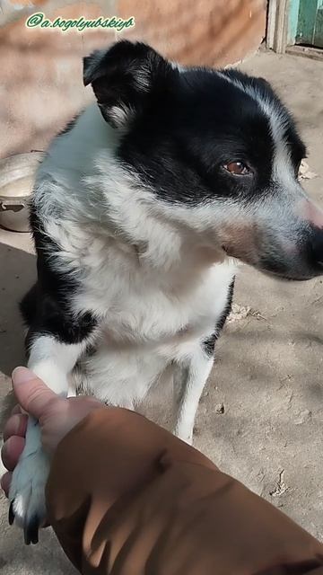 Бимка подаёт лапку 🐾🐕💖😘