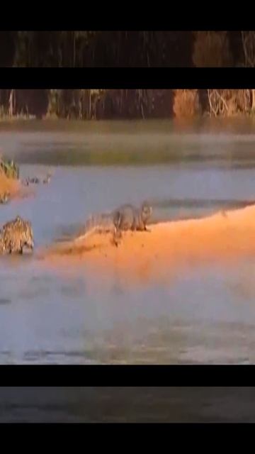 Jaguar is a stalker #animalbattles #jaguar #alligator #wildwithnature