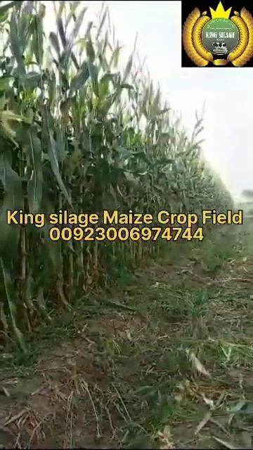 Maize Crop Field For Corn Silage #cornsilage #dairyfarming #youtubeshorts #kingsilage
