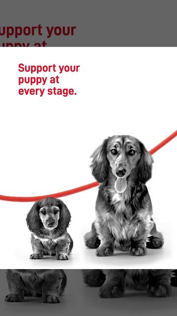 Puppy Food for a Healthy Life | Start of Life with Royal Canin