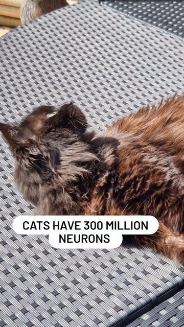 3 facts about your cats brain #catfacts #cats #catlover
