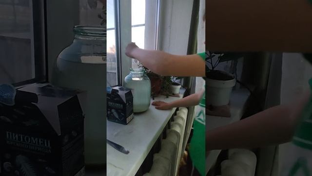 Выращивание питомца юрского периода... рачки юрского периода из Fix praise...  часть 1