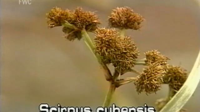 burhead sedge (Oxycaryum cubense syn. Scirpus cubensis)