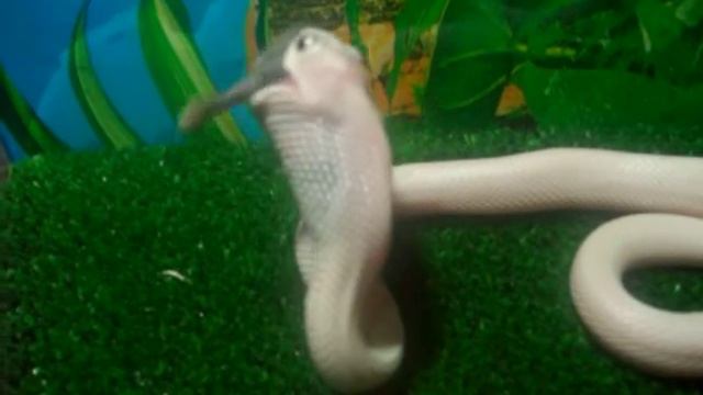 Elaphe Lindheimeri Comiendo