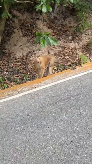 Spiderman in the jungle#shortvideo