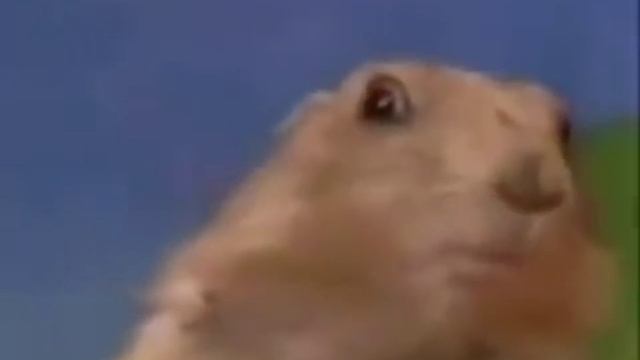 Зловещий взгляд суслика