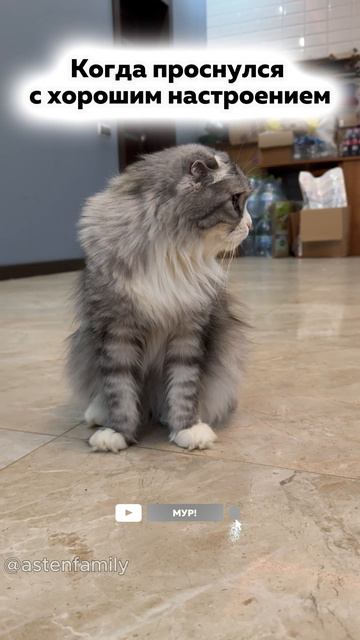 Хорошее настроение #кототерапия#кошечки#приколыкоты#котыприколы#astenfamily#котик