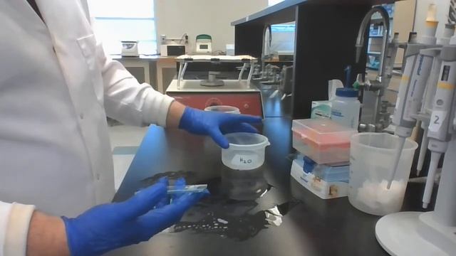 05 SDS PAGE Gel Disassembly