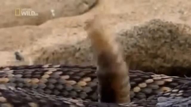 The Most Dangerous Snakes : The Rattle Snake !
