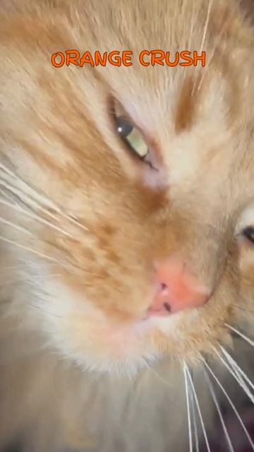 I Have an Orange Crush #shorts #youtubecats #quirkycats