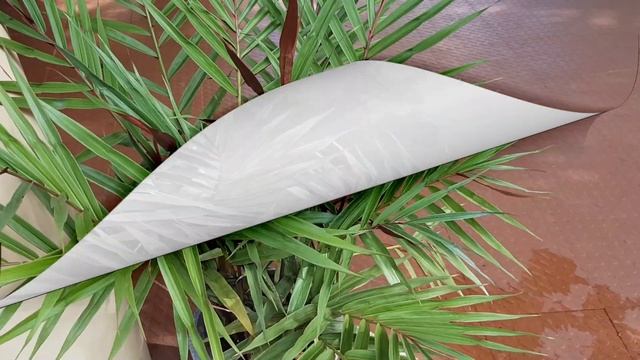 Ginger decorative  Plant, Alpinia Plant Care and Propagation Malayalam, Rare Plant