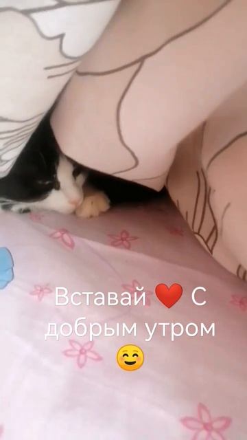 С добрым утром #утродоброе #cats #shorts #коты #котики #fannyvideo #утродома