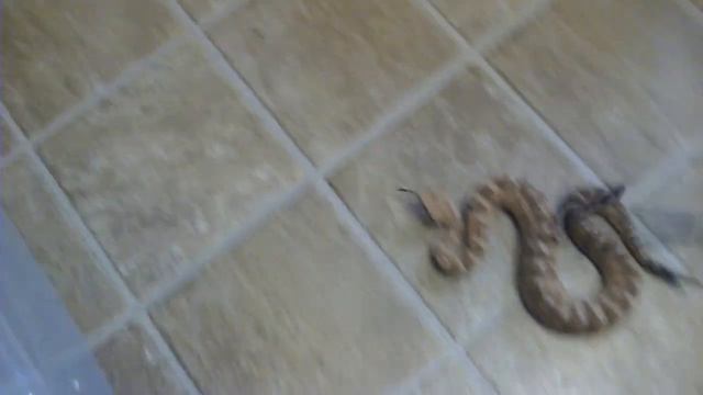 Crotalus cerastes sidewinding.