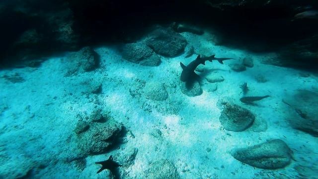 Galapagos   White Tipped Fin Shark Jan 3rd, 2022