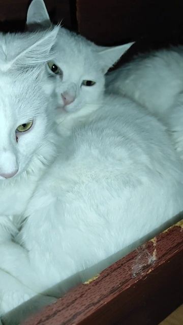 Кошкин дом#кот#дом#cat# Снежка, Белочка и Марк. Приручение диких кошек у себя дома.