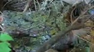 Alligators Defend Gated Communities-Sister Fiona