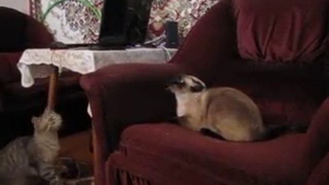 адская кошка