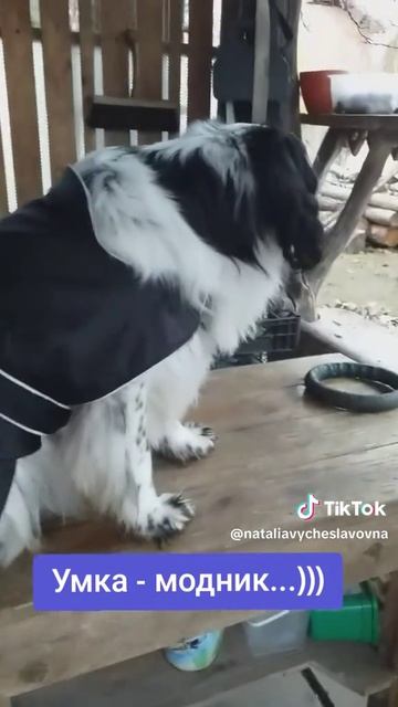 Модник...)))