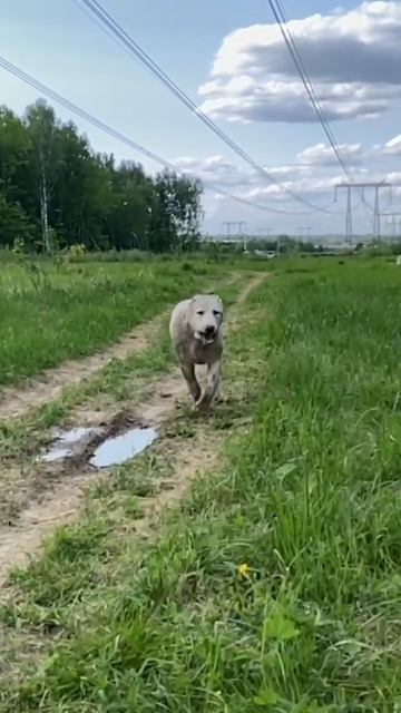 #гуляка#моясимпотяга💚