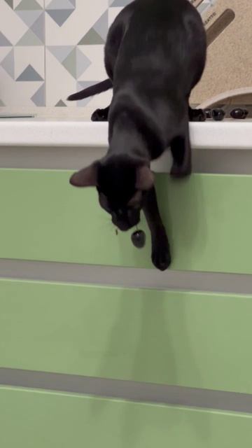 Похититель черешни моя кошка Фрея