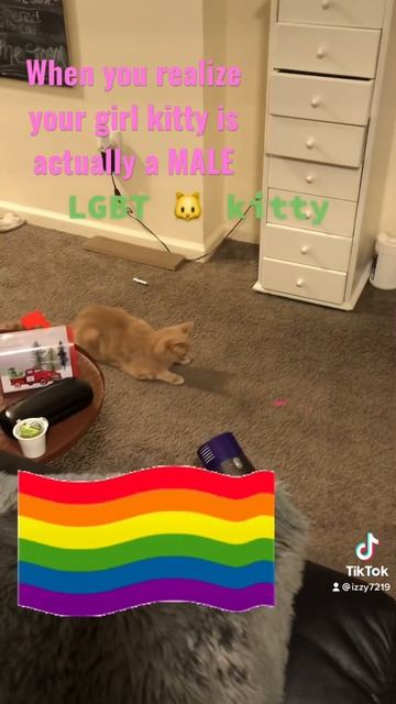 When you find out your adopted cat is really a male !!