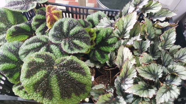 InShot_20250208_101523949.mp4