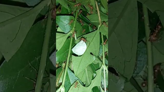 Atta cephalotes leaf cutting and leaf train